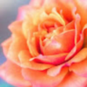 Meet your Posher, Maryam